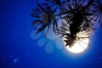 Pine branch and full moon on the night sky. Full Moon. Moon and star. Night sky. Mystic moon.