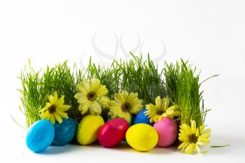 Multicolored Easter eggs in fresh green grass with yellow flowers daisy. Easter background. Easter symbol. Easter hunt. Copy space