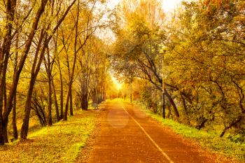 Beautiful fall landscape with narrow alley road. Empty autumn alley in a park with fall trees background.