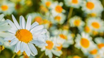 Blooming daisies in the summer meadow selective focus. Beautiful green field landscape
