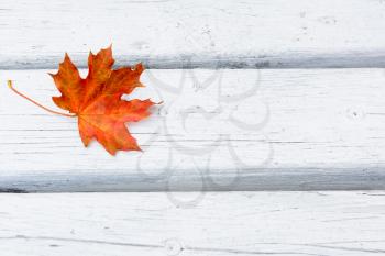 Fall maple leaf on white wooden background.  Autumn fall leaves background