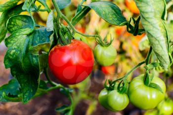 Ripe tomato growing in open ground. Tomatoes in vegetable garden. Cultivated fresh vegetables. Tomato  growing in garden.