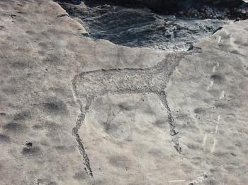 Stone with wild animal petroglyphs. Siberian Altai Mountains prehistorical petroglyphs. Russia                               