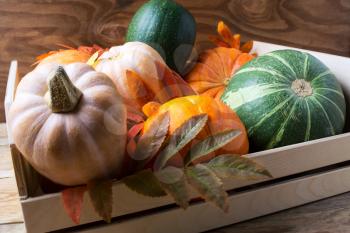 Various sorts of ripe pumpkins in wooden box. Autumn seasonal vegetables on rustic background 