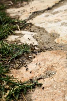 A batch of black ants are following one another and slowly marching towards their food.  Ants are walking on  broken cement terrain with grasses around.