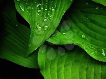 Green leaves with water droplets. 3D rendering
