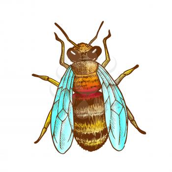 Striped Bee Flying Insect Animal Top View Vector. Bee With Two Pairs Of Wings, Paws And Antennae. Pollinates Flowering Plant And Produce Nourishing Flower Oil. Hand Drawn Color Illustration
