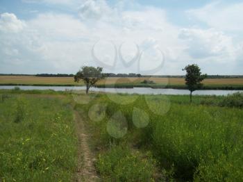 Field outside the city, agriculture plants