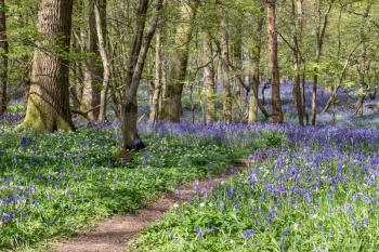 Bluebells Brightening up the Sussex Landscape