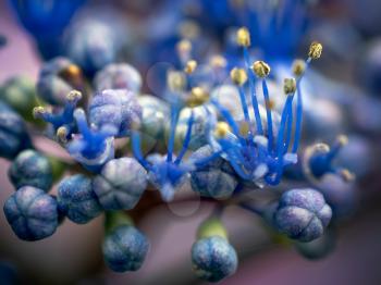 Blue Hydrangea Buds