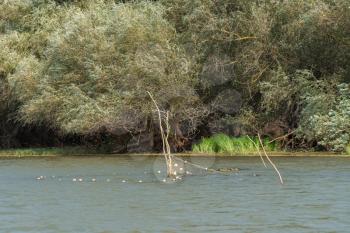 Traditional way of fishing in the Danube Delta