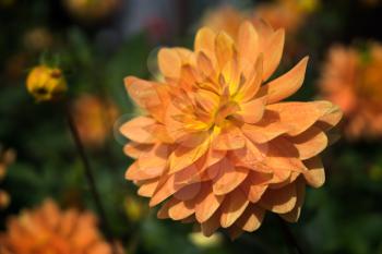 Orange Dahlia in Full Bloom