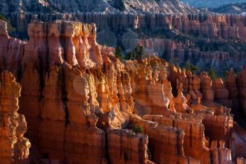 Sun Kissed Hoodoos and Pine Trees in Bryce Canyon