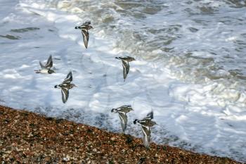 A Flock of Turnstones (Arenaria interpres) Flying along the Beach at Herne Bay