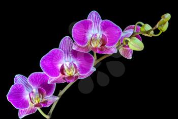 A Spray of Orchid Flowers