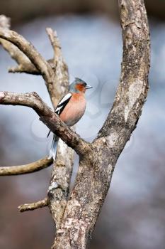 Chaffinch Singing His Heart Out