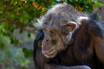 Chimpanzee Sitting in a Zoo