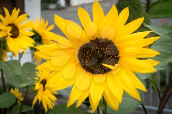 Sunflowers in a garden in Sachseln Obwalden in Switzerland