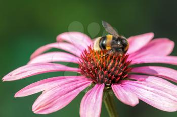 Bee on an Echinacea