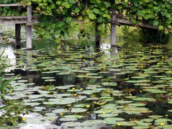 Water Lilies at Hever Castle