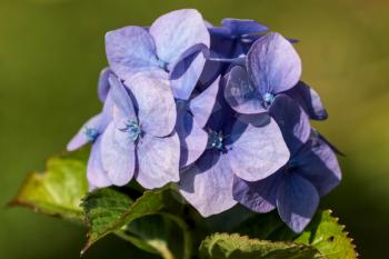 Blue Hydrangea in Full Bloom