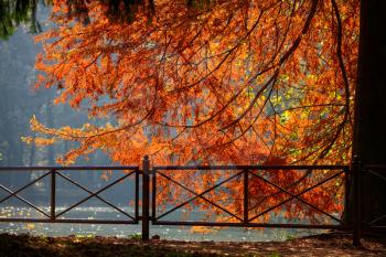 Spectacular Larch Tree at the Lake in Parco di Monza Italy