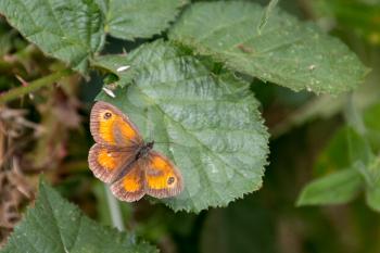 The Gatekeeper or Hedge Brown (Pyronia tithonus) butterfly resting on a leaf