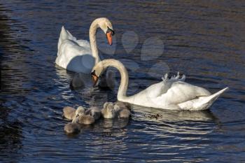 Mute Swans (Cygnus olor) with Cygnets