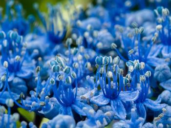 Close-up of a blue Hydrangea