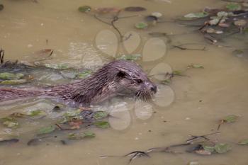 Otter Swimming