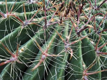 Candy Barrel Cactus (Ferocactus wislizeni)