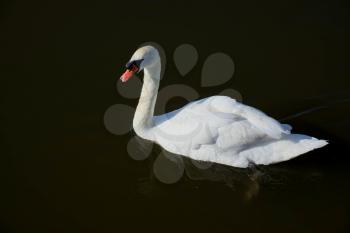 Mute Swan (Cygnus olor) on Oulton Broad