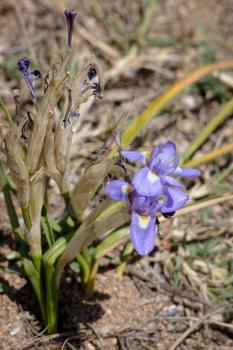 A dwarf Iris, Barbary Nut, (Gynandriris sisyrinchium) flowering in spring in Sardinia