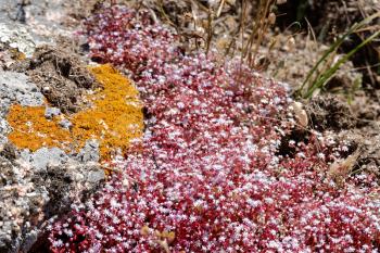 Red Saxifrage (Saxifraga) in Sardinia