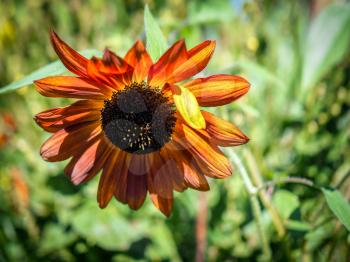 Orange Sunflower in an English country garden
