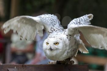 Snowy Owl (Bubo scandiacus) taking off