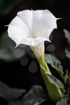 Datura inoxia White Trumpet Flower