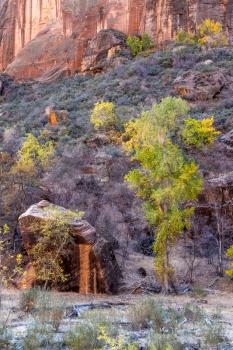 Trees and Boulders in Zion National Park