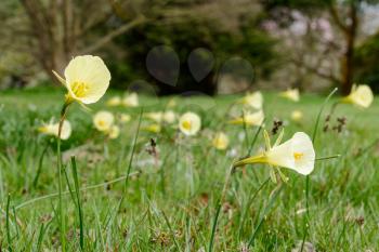 Lemon Yellow Hoop Petticoat Daffodil (Narcissus bulbocodium)