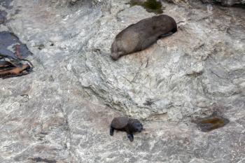 New Zealand Fur Seal (Arctocephalus forsteri) and Baby