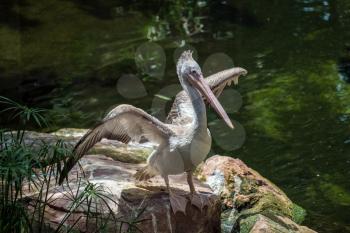 Spot-Billed Pelican (Pelecanus philippensis) at the Bioparc Fuengirola