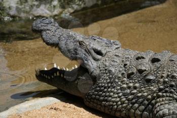 Nile Crocodile (Crocodylus niloticus) at the Bioparc Fuengirola