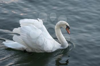 Swan on Lake Maggiore