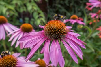 Bee on a Pink Echinacea Flower