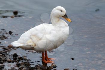 White Duck at Loch Insh