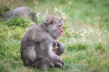 Japanese Macaque (Macaca fuscata) or Snow Monkey