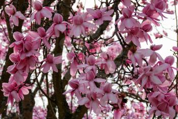 Pink Magnolia Flowering
