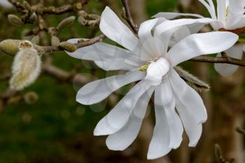 White Magnolia Flowering