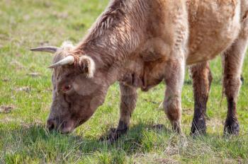 Cow grazing on wetlands in Essex