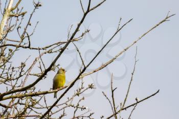 European Greenfinch (Chloris chloris) perched in a tree at Pulborough Brooks